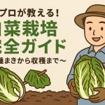 プロが教える！白菜栽培完全ガイド