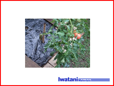 イワタニ 菜園用 透明マルチ 0.02mm×135cm×50m